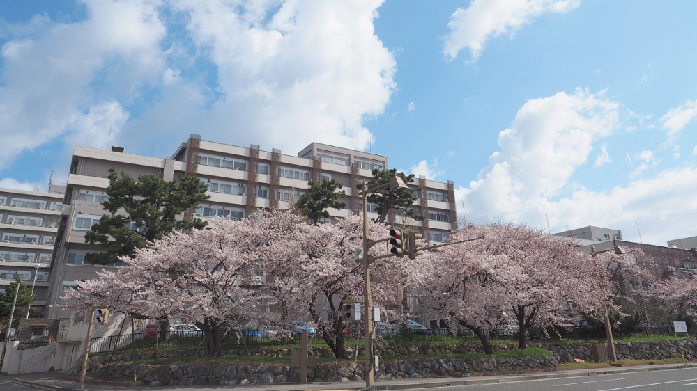 歯学部の桜